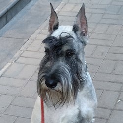 #215456